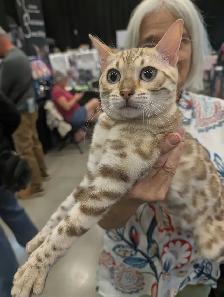 Magnifiques chatons Bengal & Oriental – Élevés en famille ❤️ - Photo 6