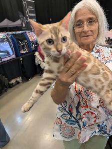 Magnifiques chatons Bengal & Oriental – Élevés en famille ❤️ - Photo 7