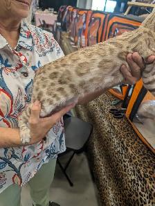 Magnifiques chatons Bengal & Oriental – Élevés en famille ❤️ - Photo 8