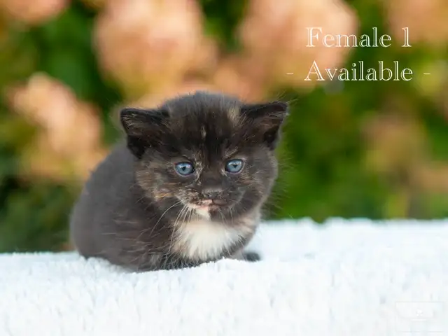 Cute Kittens for Sale! 3 Reservations Available!