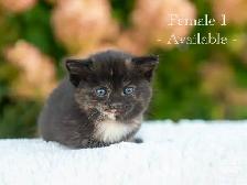 Cute Kittens for Sale! 3 Reservations Available!