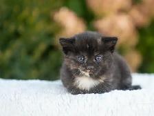 Cute Kittens for Sale! 3 Reservations Available! - Photo 3