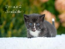 Cute Kittens for Sale! 3 Reservations Available! - Photo 4