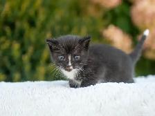 Cute Kittens for Sale! 3 Reservations Available! - Photo 6