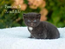 Cute Kittens for Sale! 3 Reservations Available! - Photo 7