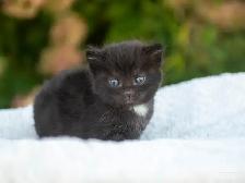 Cute Kittens for Sale! 3 Reservations Available! - Photo 9