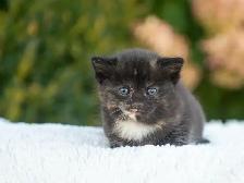 Kittens for Sale! 3 Reservations Available! - Photo 2