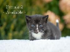 Kittens for Sale! 3 Reservations Available! - Photo 4
