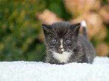 Kittens for Sale! 3 Reservations Available! - Photo 5