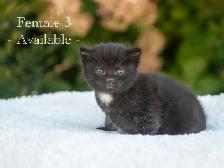 Kittens for Sale! 3 Reservations Available! - Photo 7