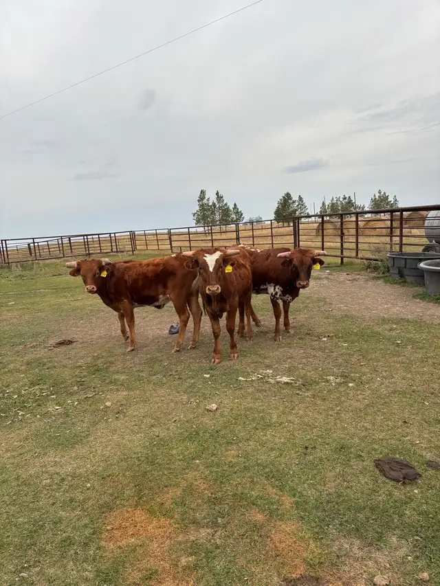 Longhorn yearlings