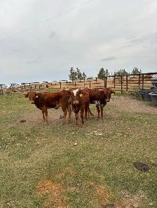 Longhorn yearlings