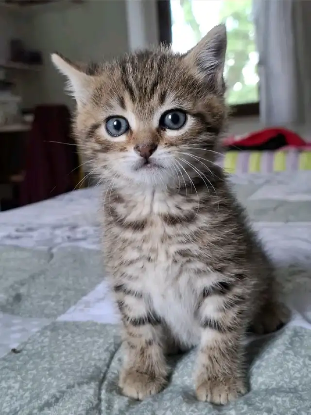 chaton Tabby