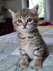 chaton Tabby