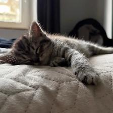 chaton Tabby - Photo 2