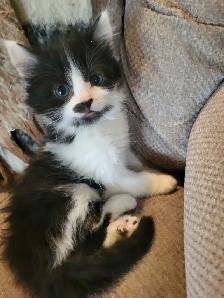 Gorgeous Kittens