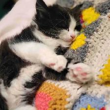 Gorgeous Kittens - Photo 2
