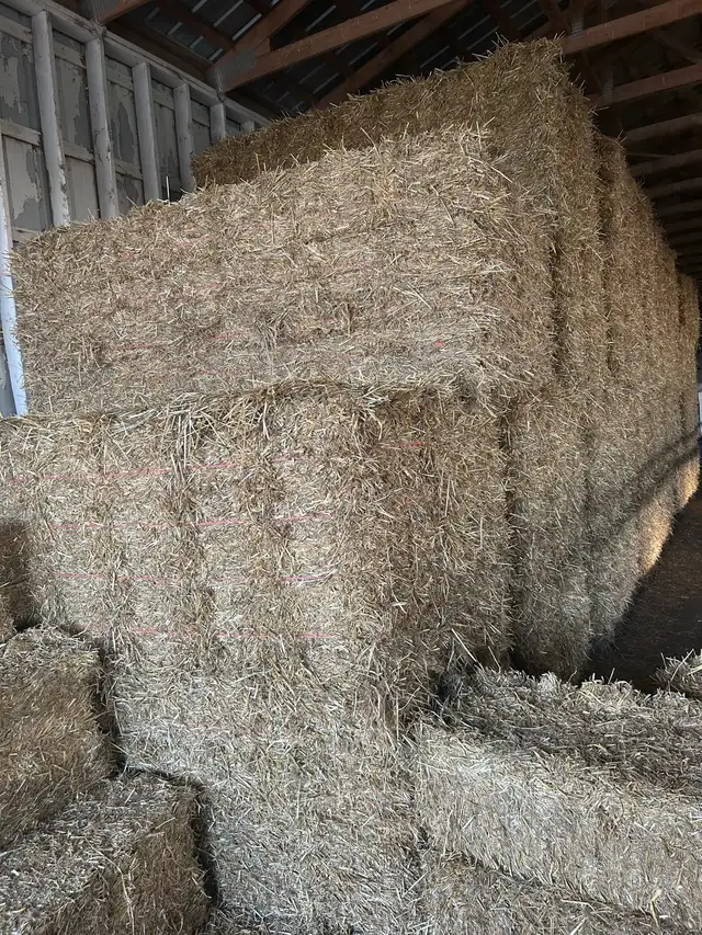 Straw/ Hay
