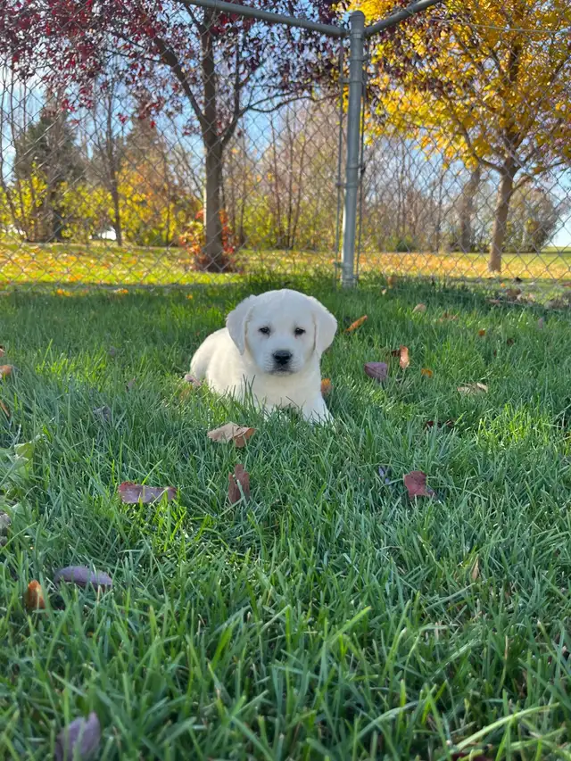 LABRADOR RETRIEVER PUPPIES READY TO GO