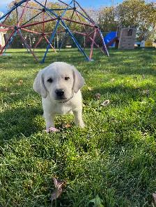 LABRADOR RETRIEVER PUPPIES READY TO GO - Photo 2