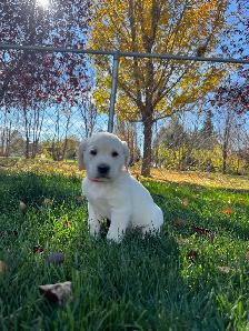 LABRADOR RETRIEVER PUPPIES READY TO GO - Photo 3
