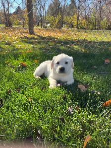 LABRADOR RETRIEVER PUPPIES READY TO GO - Photo 4