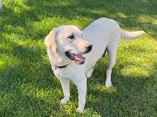 LABRADOR RETRIEVER PUPPIES READY TO GO - Photo 6