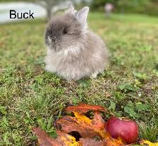 Lionhead Bunnies Ready For Their New Homes! - Photo 2