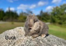 Lionhead Bunnies Ready For Their New Homes! - Photo 3