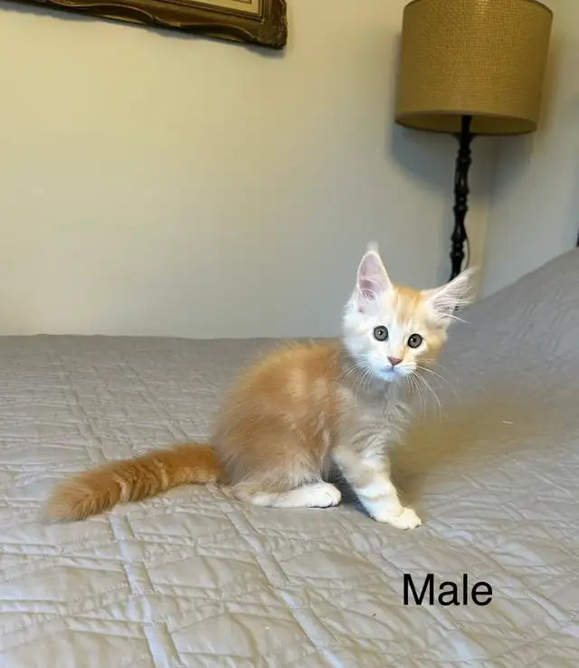 Maine Coon Kittens
