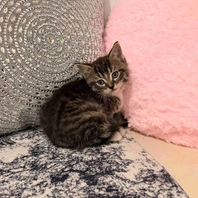 ❤️Bengal mix Adorable Kittens ❤️Last one !
