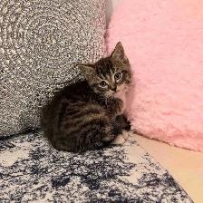 ❤️Bengal mix Adorable Kittens ❤️Last one !