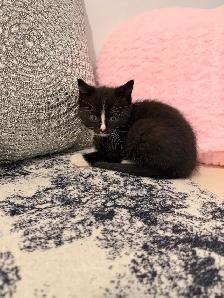 ❤️Bengal mix Adorable Kittens ❤️Last one ! - Photo 3