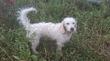 Two-year-old Basset Toodle for Sale.