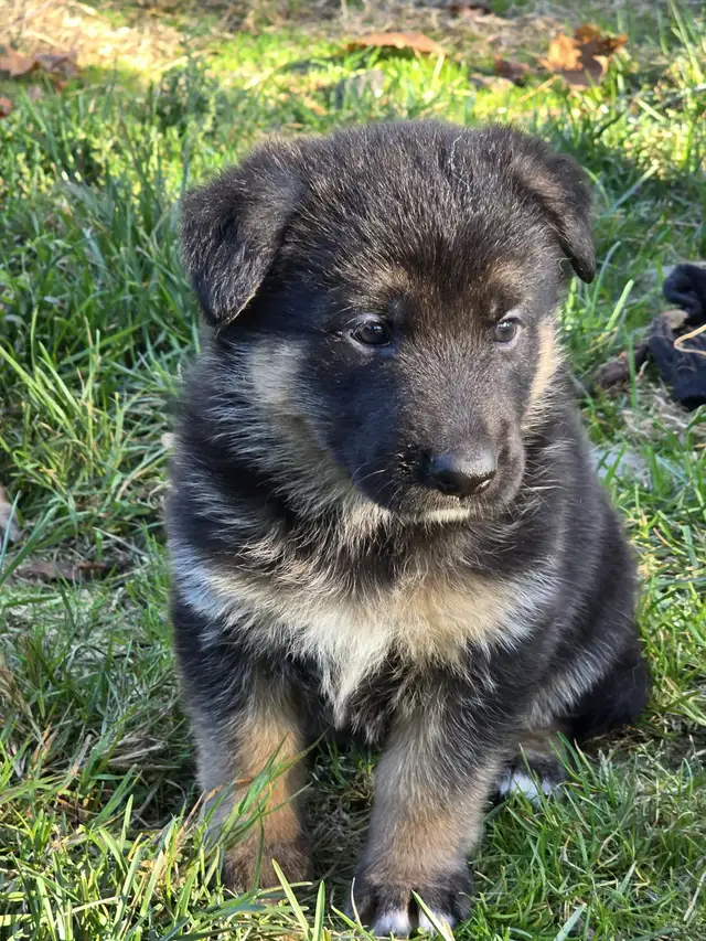 Beautiful German Shepherd Puppies For Sale