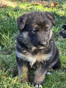 Beautiful German Shepherd Puppies For Sale