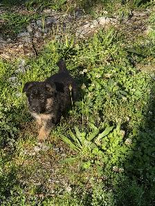 Beautiful German Shepherd Puppies For Sale - Photo 2