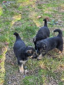 Beautiful German Shepherd Puppies For Sale - Photo 3