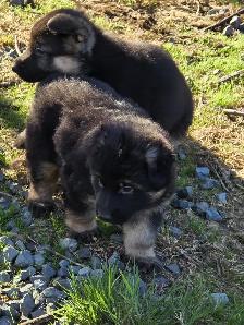 Beautiful German Shepherd Puppies For Sale - Photo 4