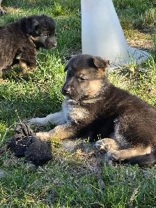 Beautiful German Shepherd Puppies For Sale - Photo 5