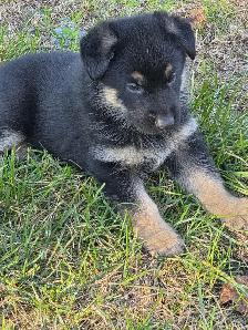 Beautiful German Shepherd Puppies For Sale - Photo 6