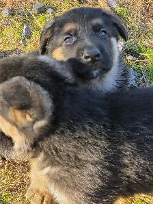 Beautiful German Shepherd Puppies For Sale - Photo 7