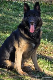 Beautiful German Shepherd Puppies For Sale - Photo 8