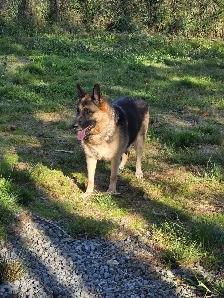 Beautiful German Shepherd Puppies For Sale - Photo 9