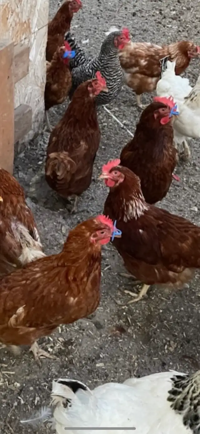 hens for sale (chicken)