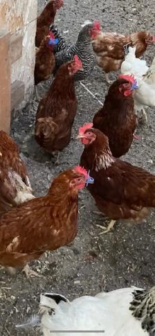 hens for sale (chicken)