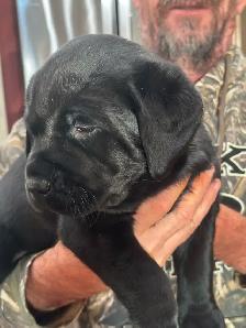 Black Labrador Retreiver Puppy