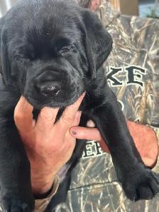 Black Labrador Retreiver Puppy - Photo 2