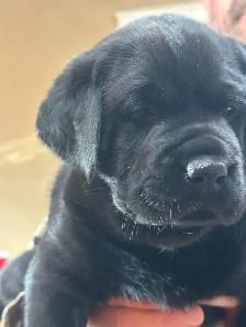 Black Labrador Retreiver Puppy - Photo 3