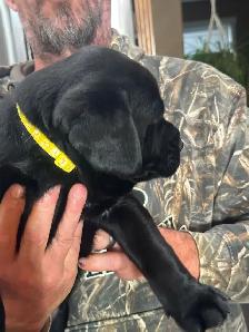 Black Labrador Retreiver Puppy - Photo 4